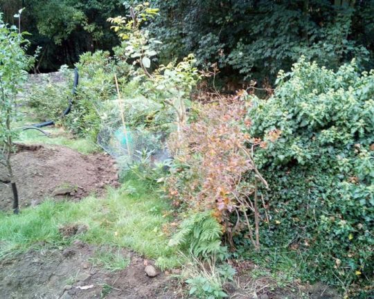 sekar-woods-boundary-before